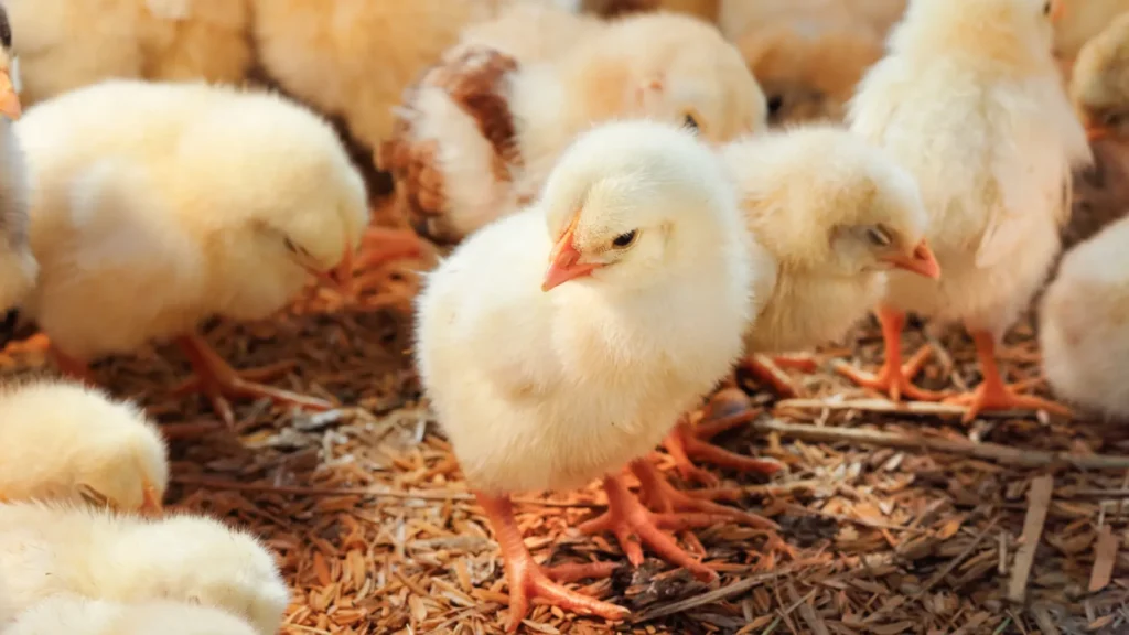 Chicken Farming Business in Kenya