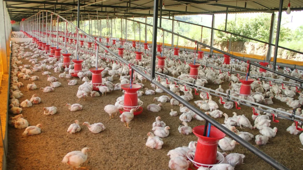 Chicken Farming Business in Kenya