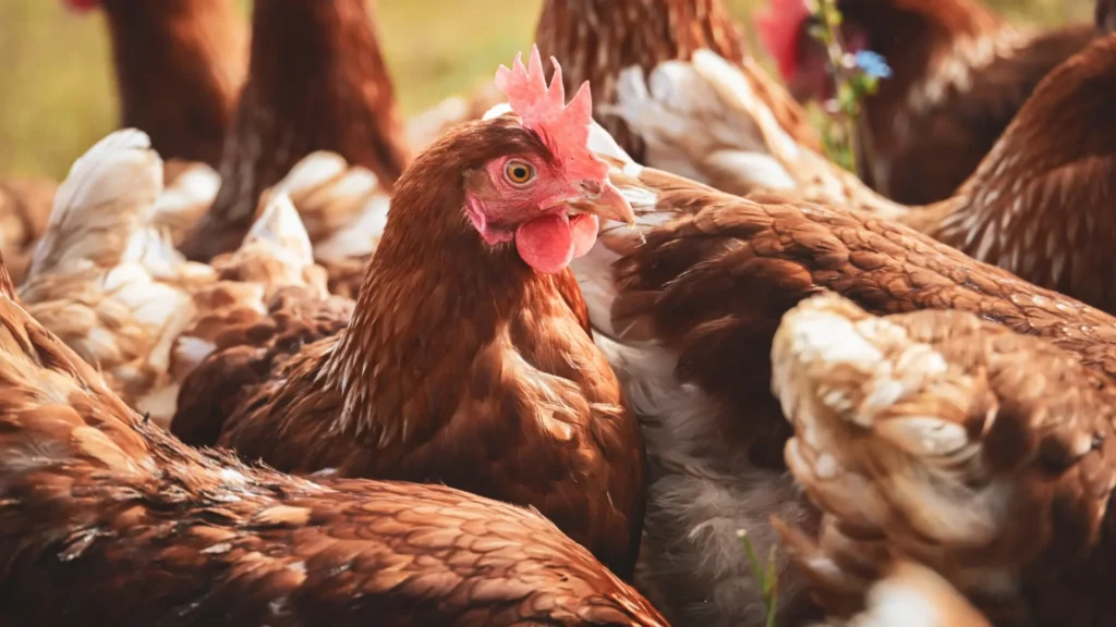 Chicken Farming Business in Kenya