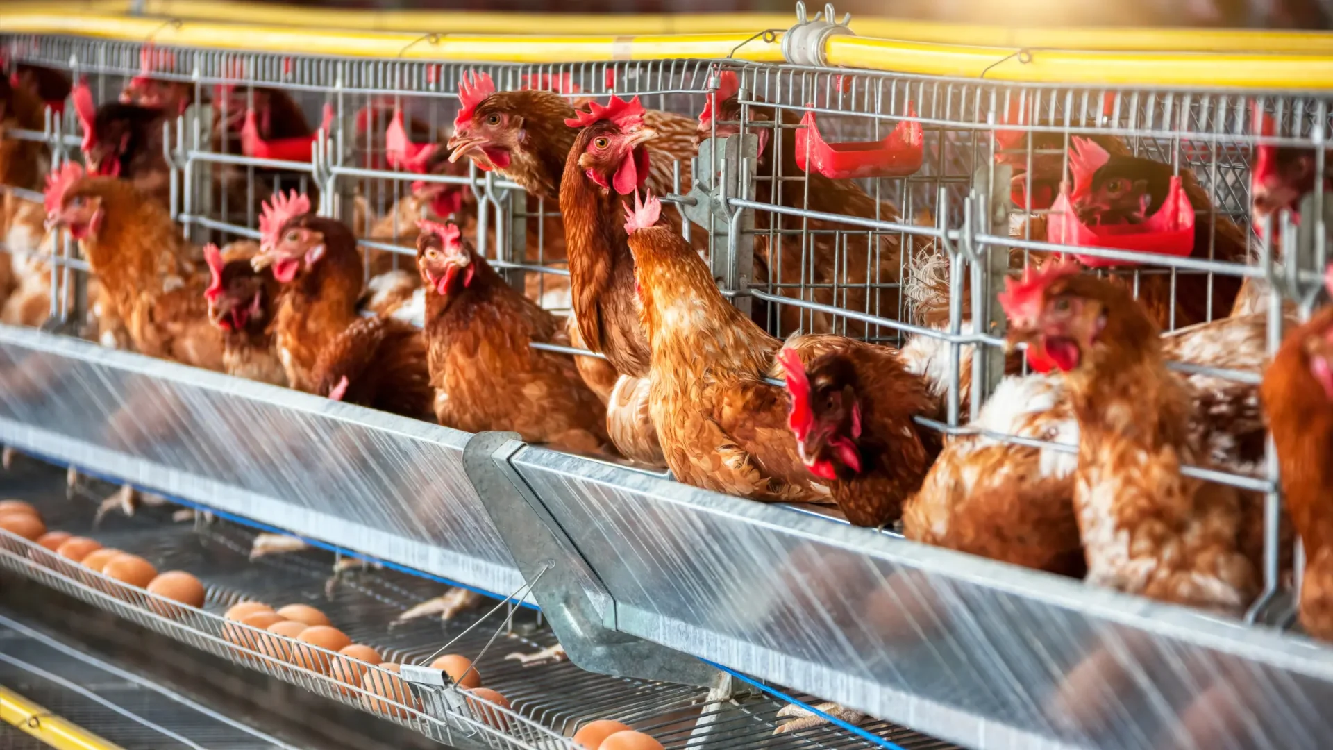 How to Start a Chicken Farming Business in Kenya