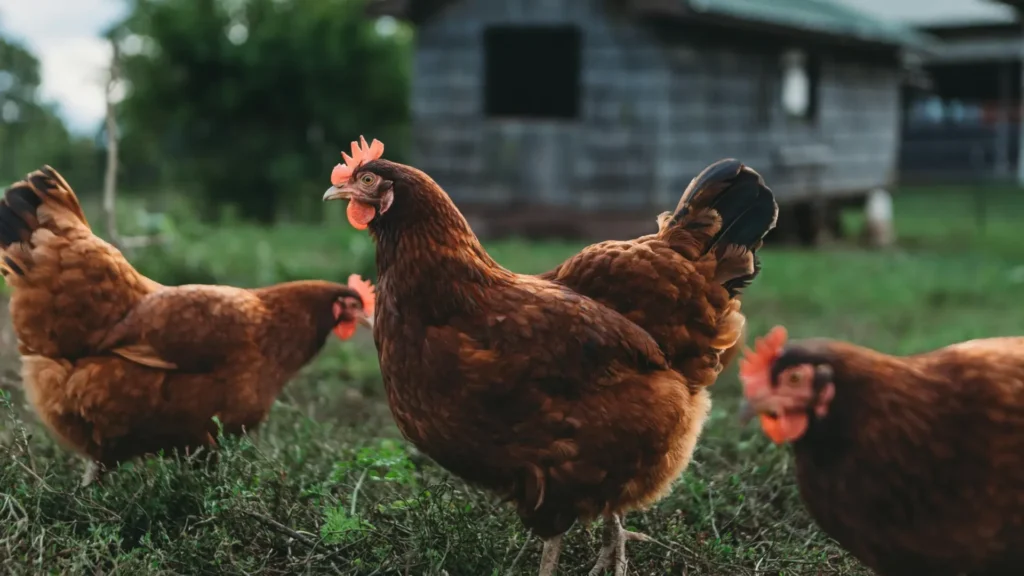 Chicken Farming Business in Kenya