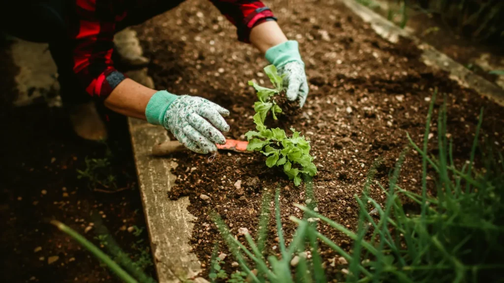 Kitchen Garden Business